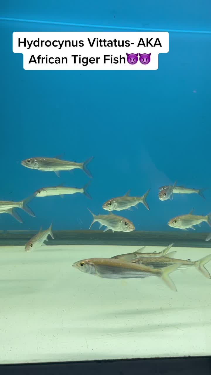 @Aquarium Paradise