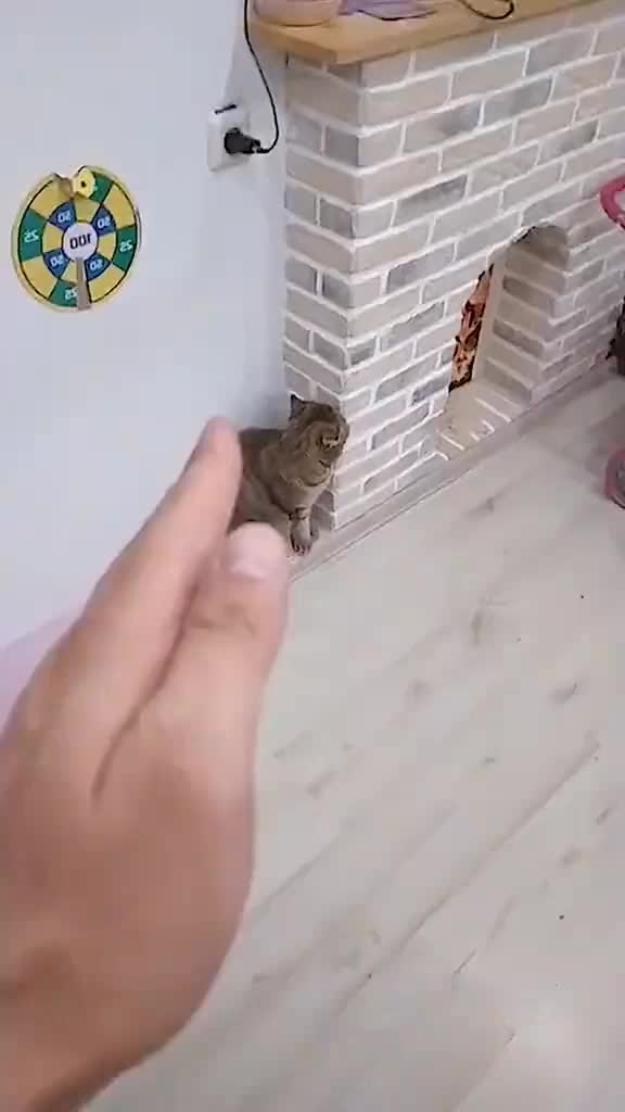 @OneCat