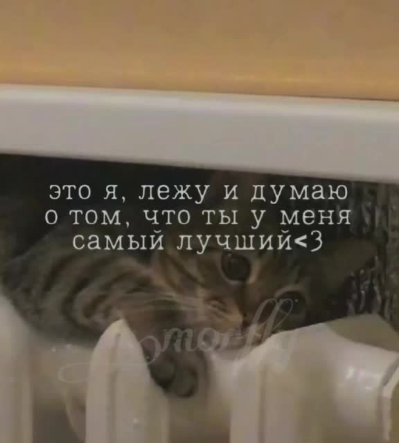 @.𝐌𝐎𝐑𝐅𝐅𝐘