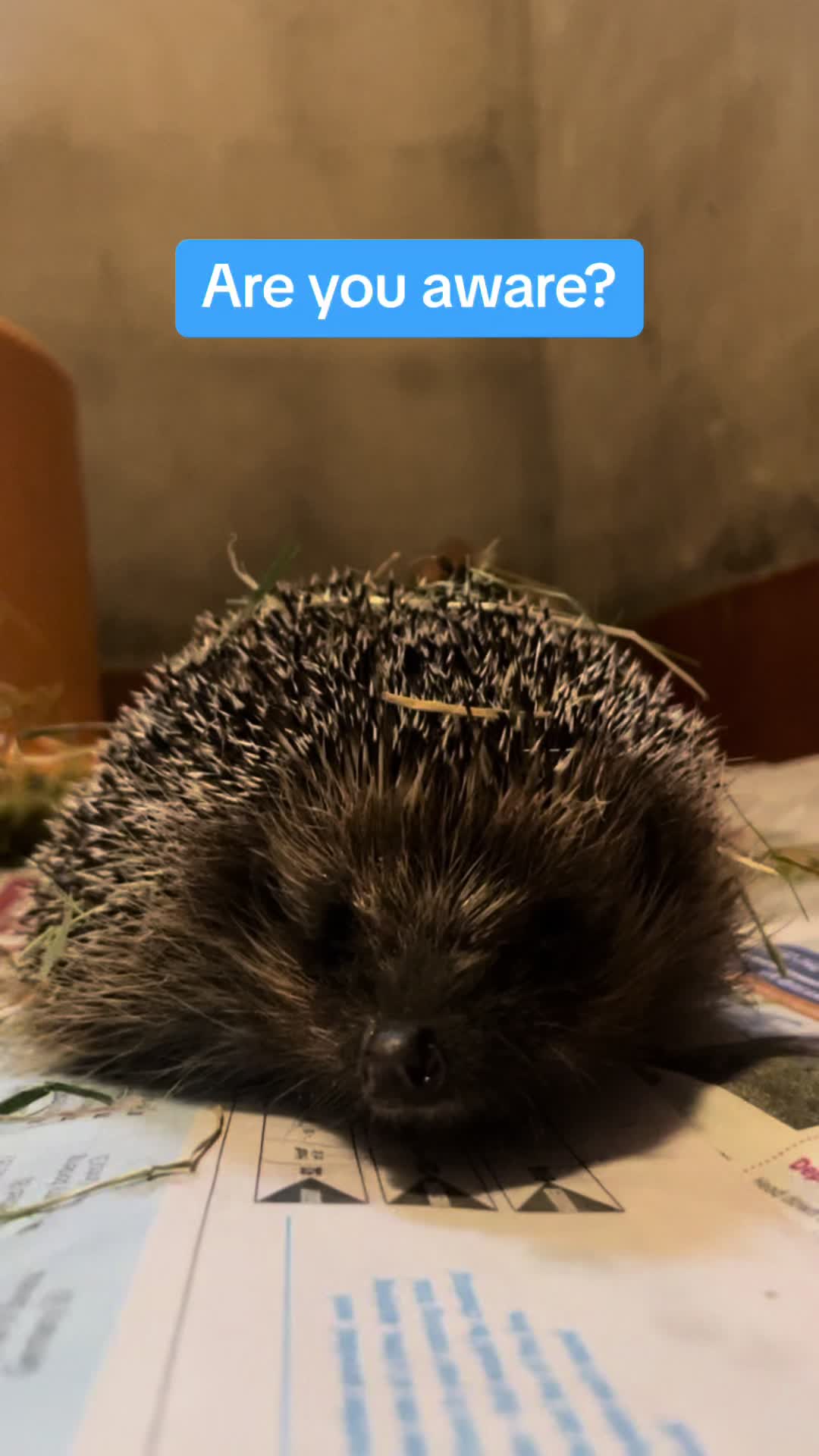 @StapeleyWildlifeRehab