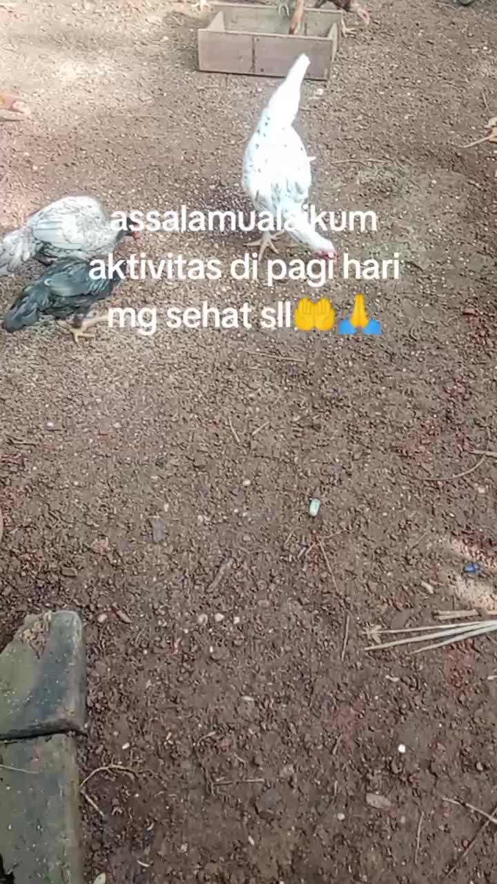 @Mbah tik