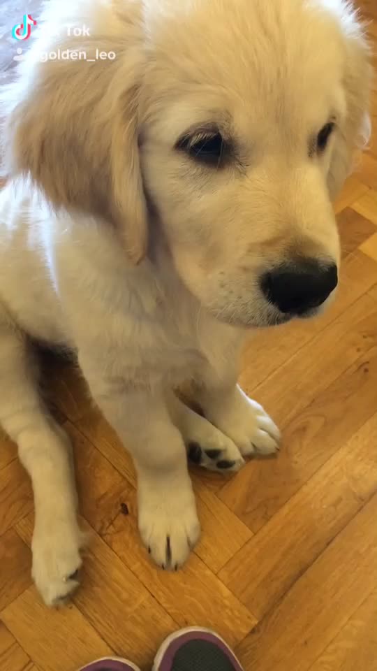 @Leo_nrl_golden