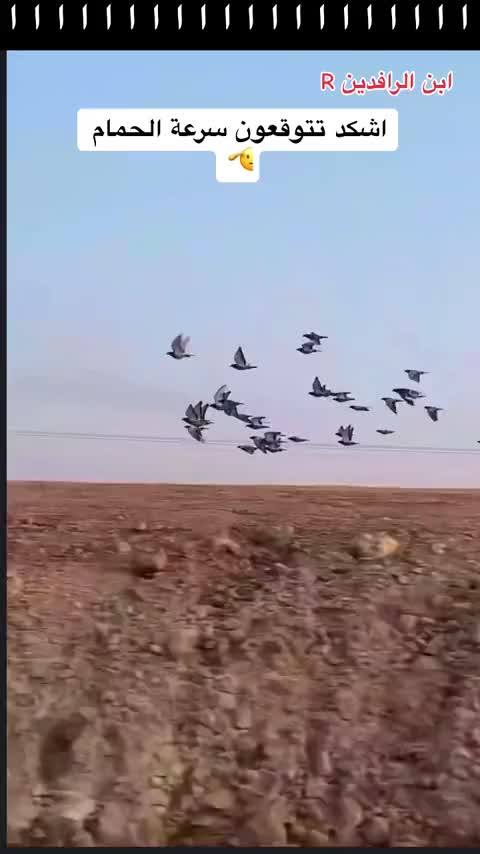 @ملك الزاجل