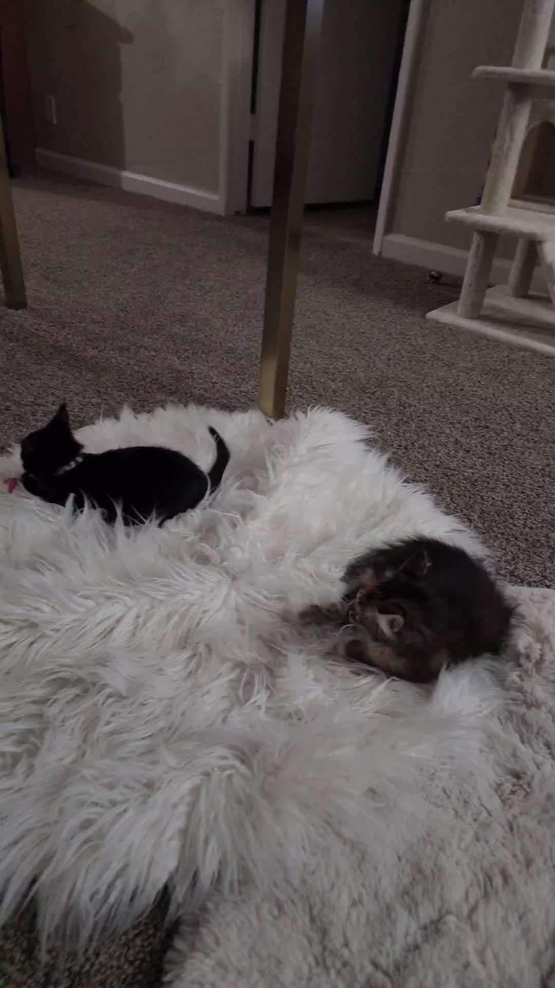 @Superkitties