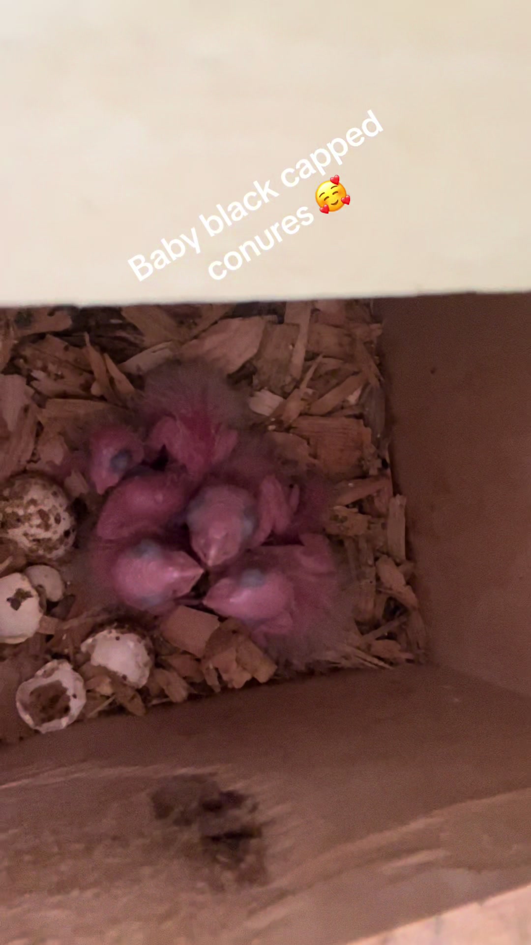 @Rain Blossom Birds