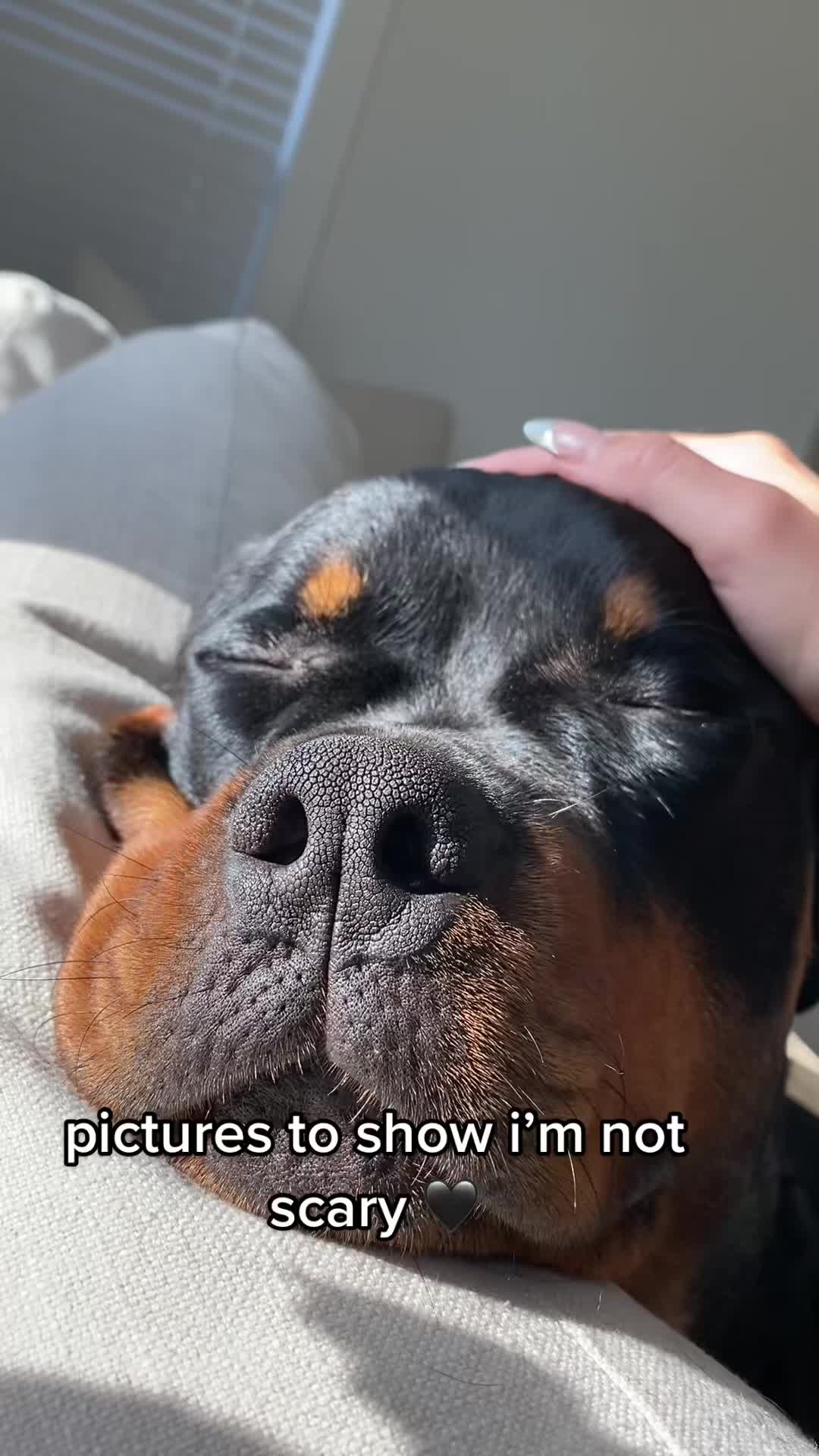 @Moose The Rottie