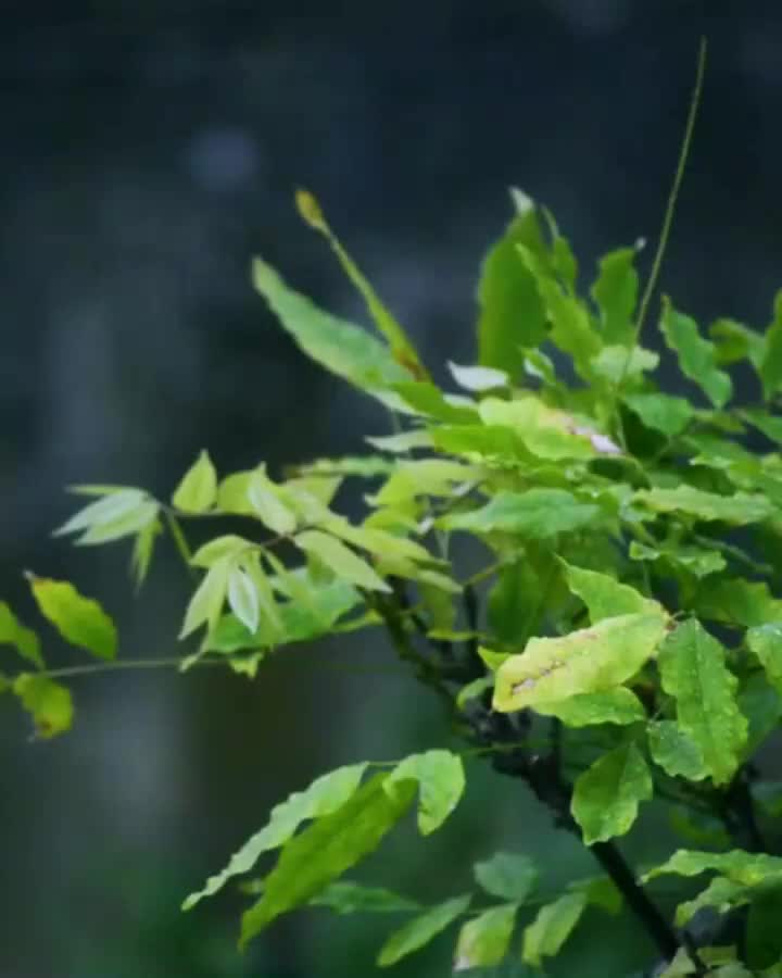 @Tosa44
