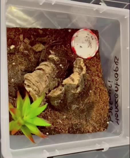 @C&N Reptiles & Co