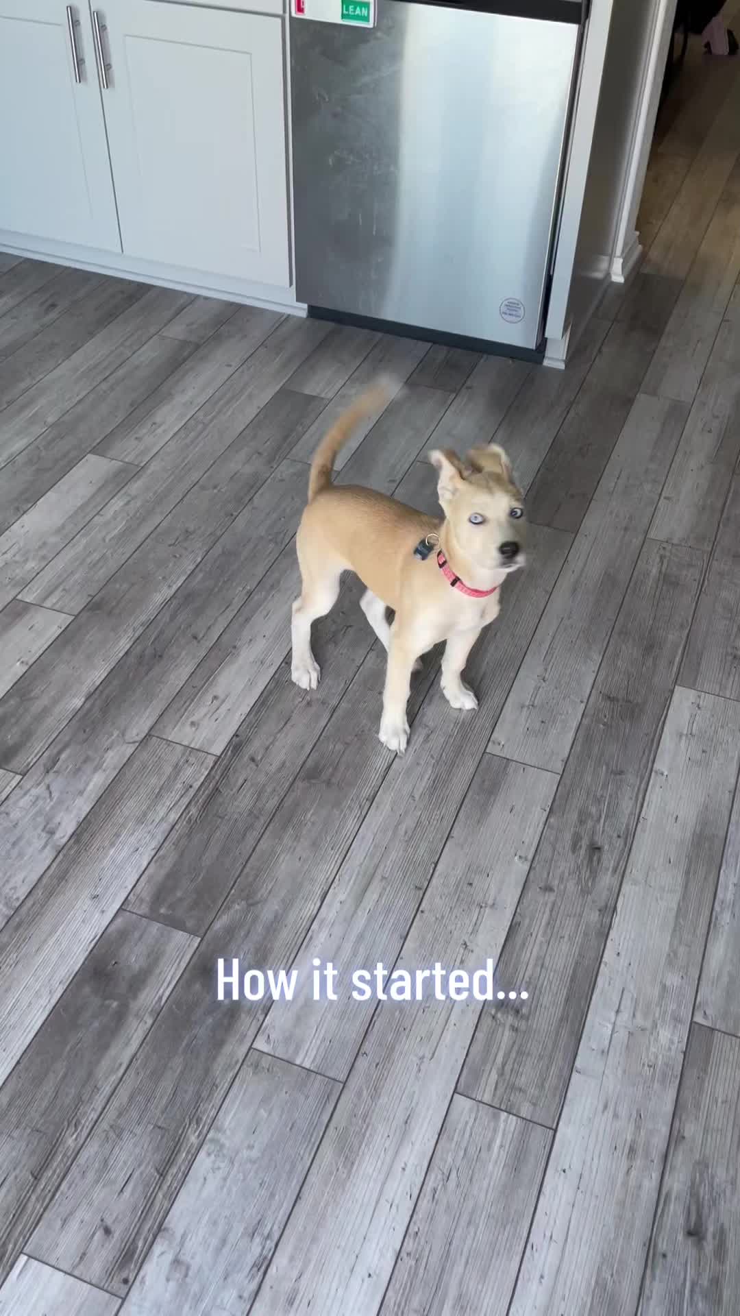 @Bella the Pup