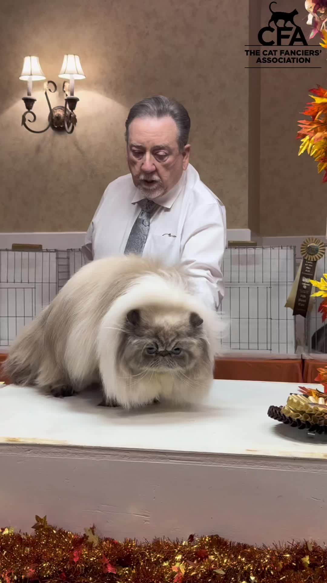 @NewVisionCatClub
