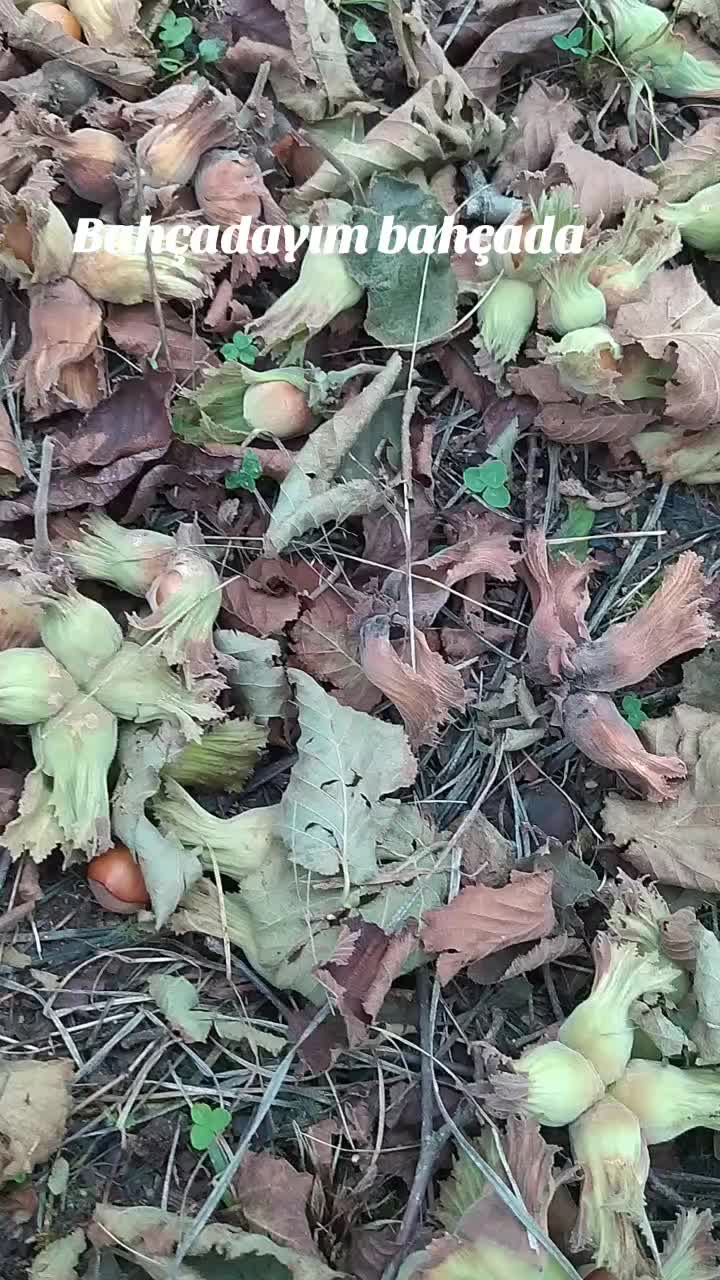 @Karadeniz kızı 5234