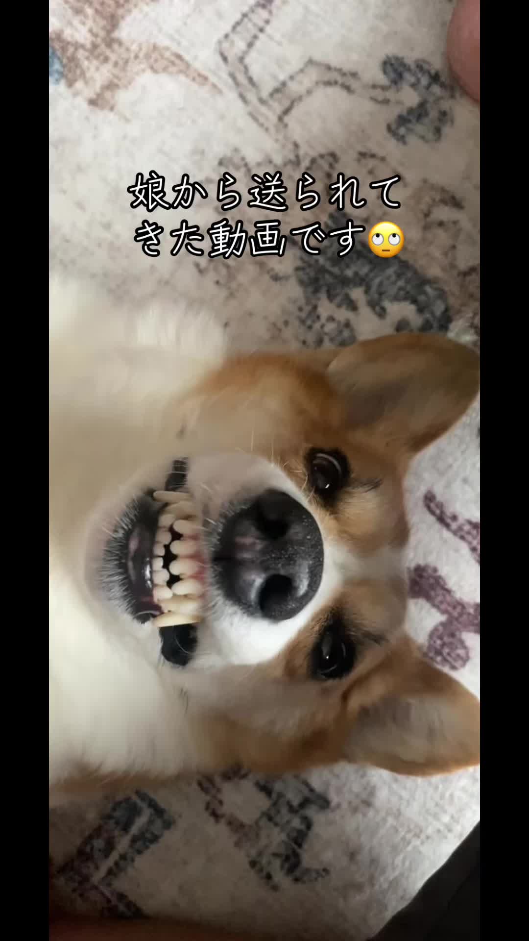 @コーギー犬のホープくん