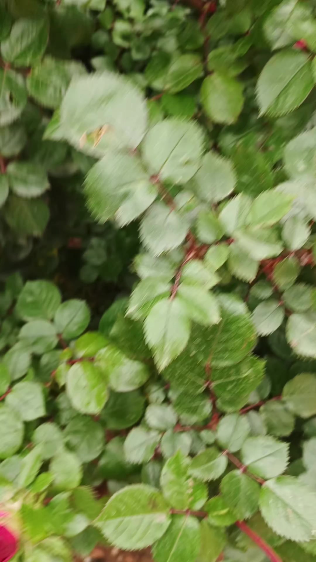 @صبحي الشيخ بحبح