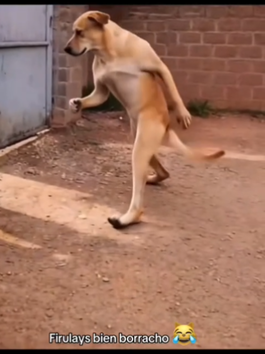 @thedogmeme
