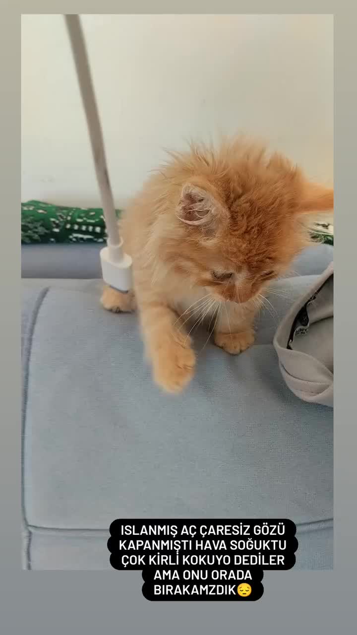 @Fatoş4040