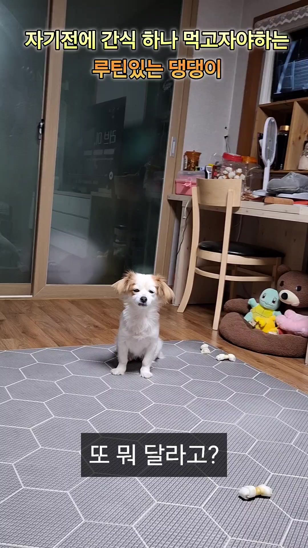 @시골콩콩이