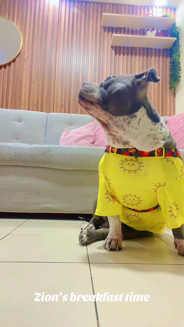 @The Fibibi Paws- Pet Sitting
