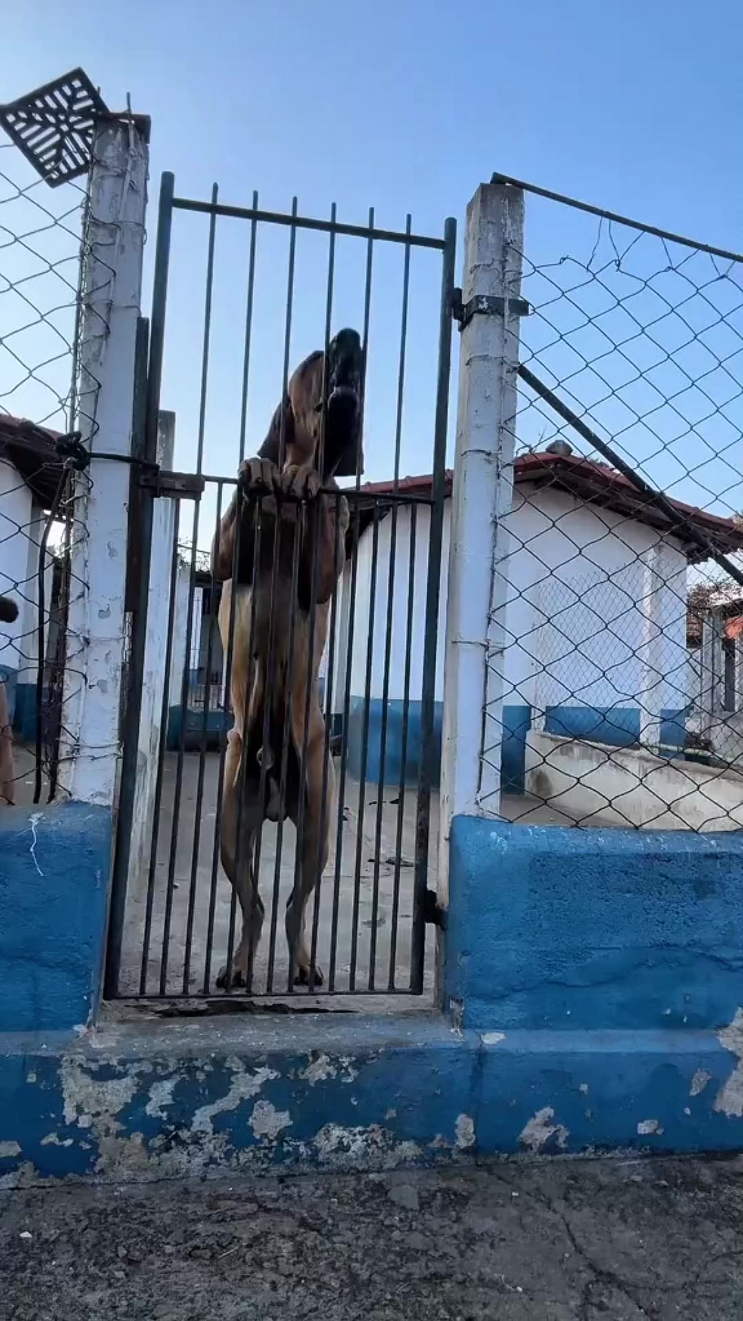 @Zona dos Cães