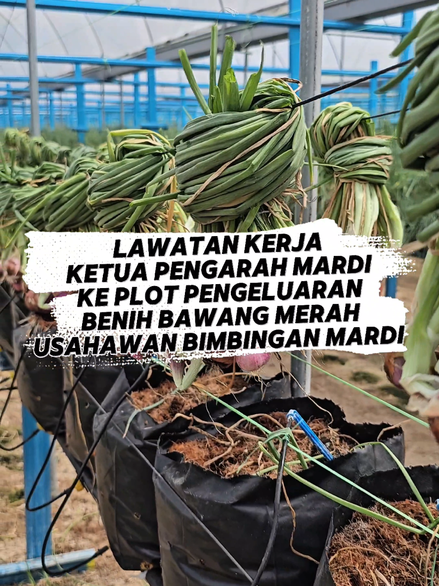 @MARDI MALAYSIA