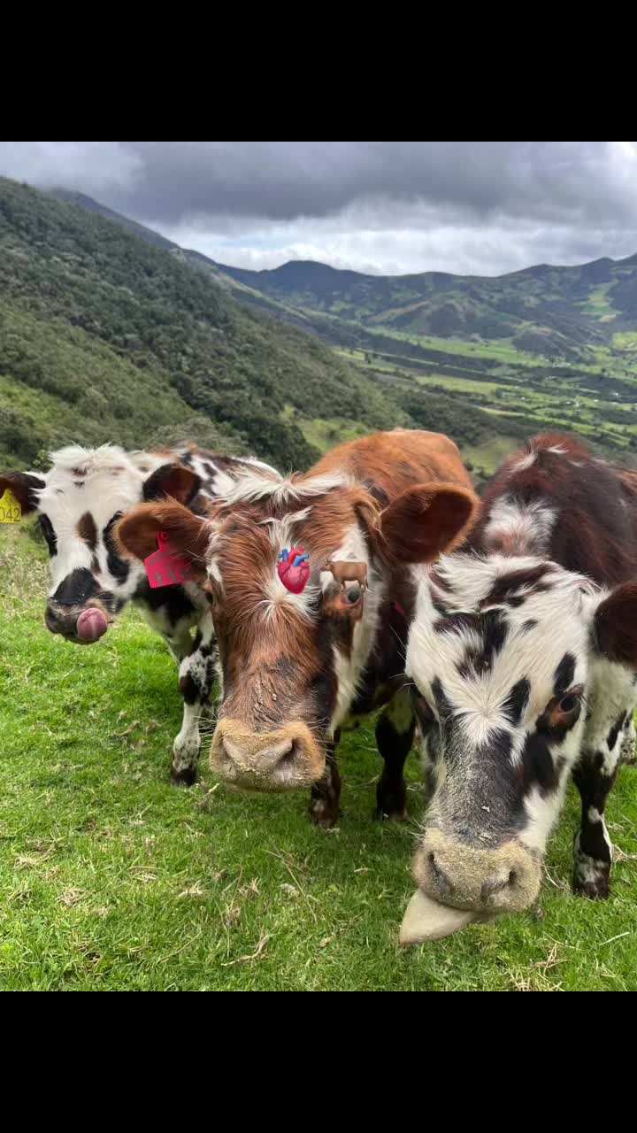 @SHARLY  🤠🐮