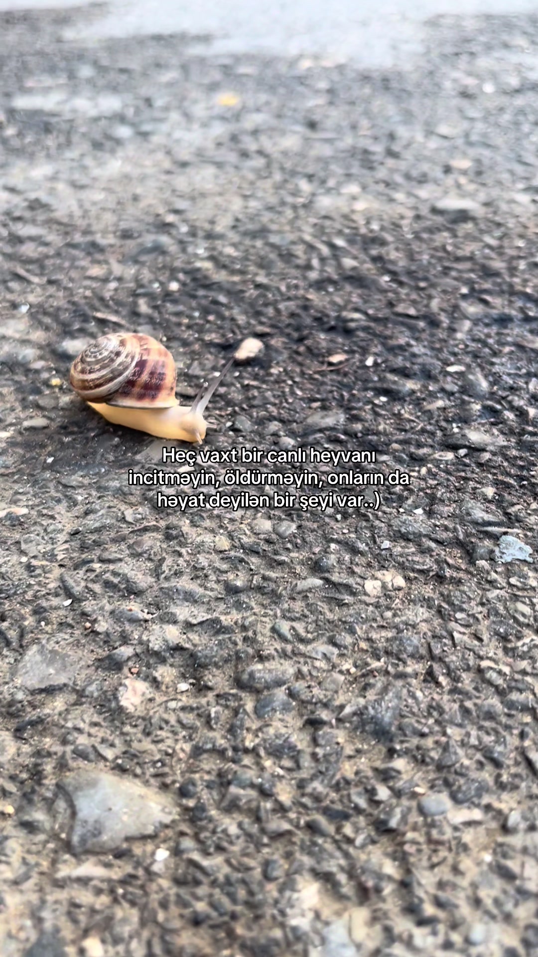 @𝑸𝑹𝑼𝒁𝑳𝑨🕊