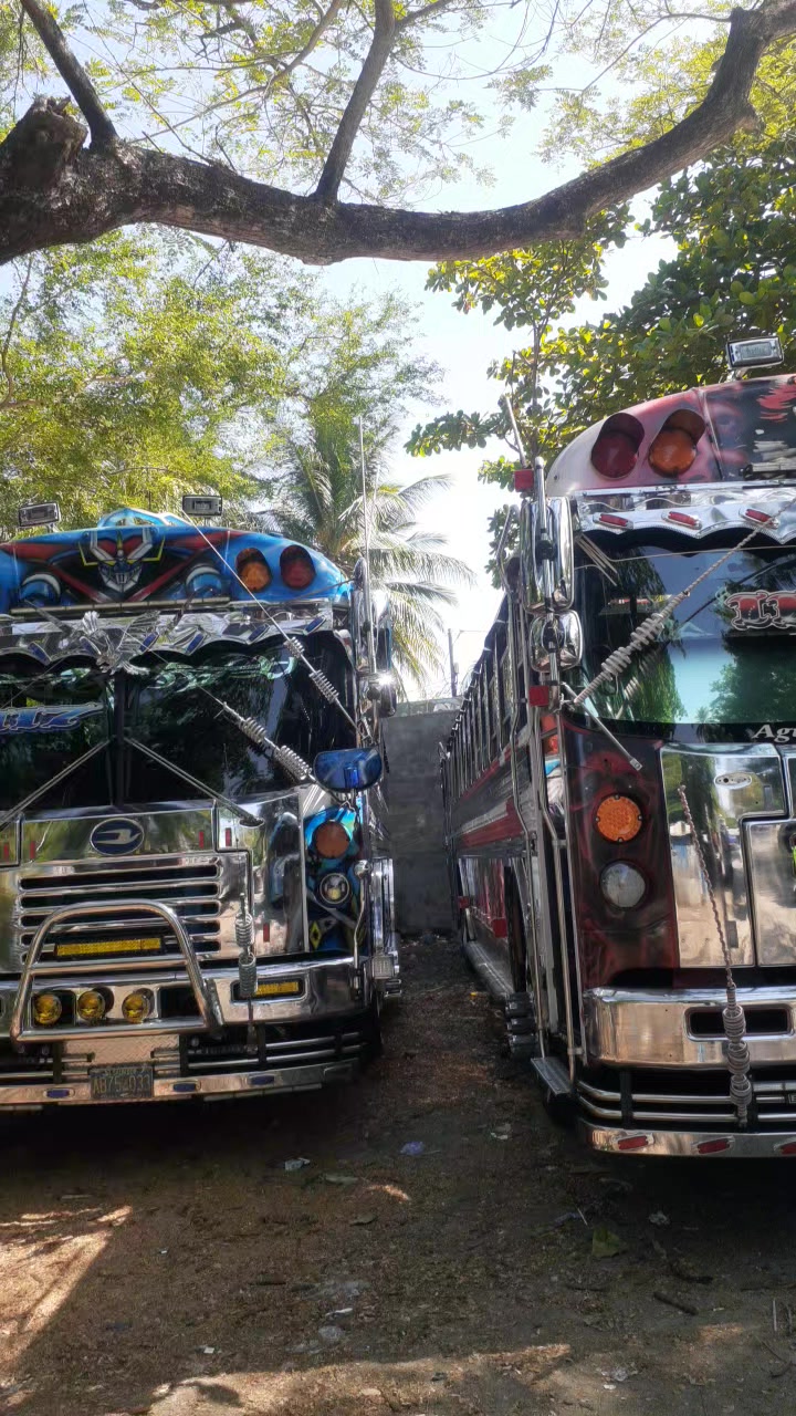 @buses elegantes 503