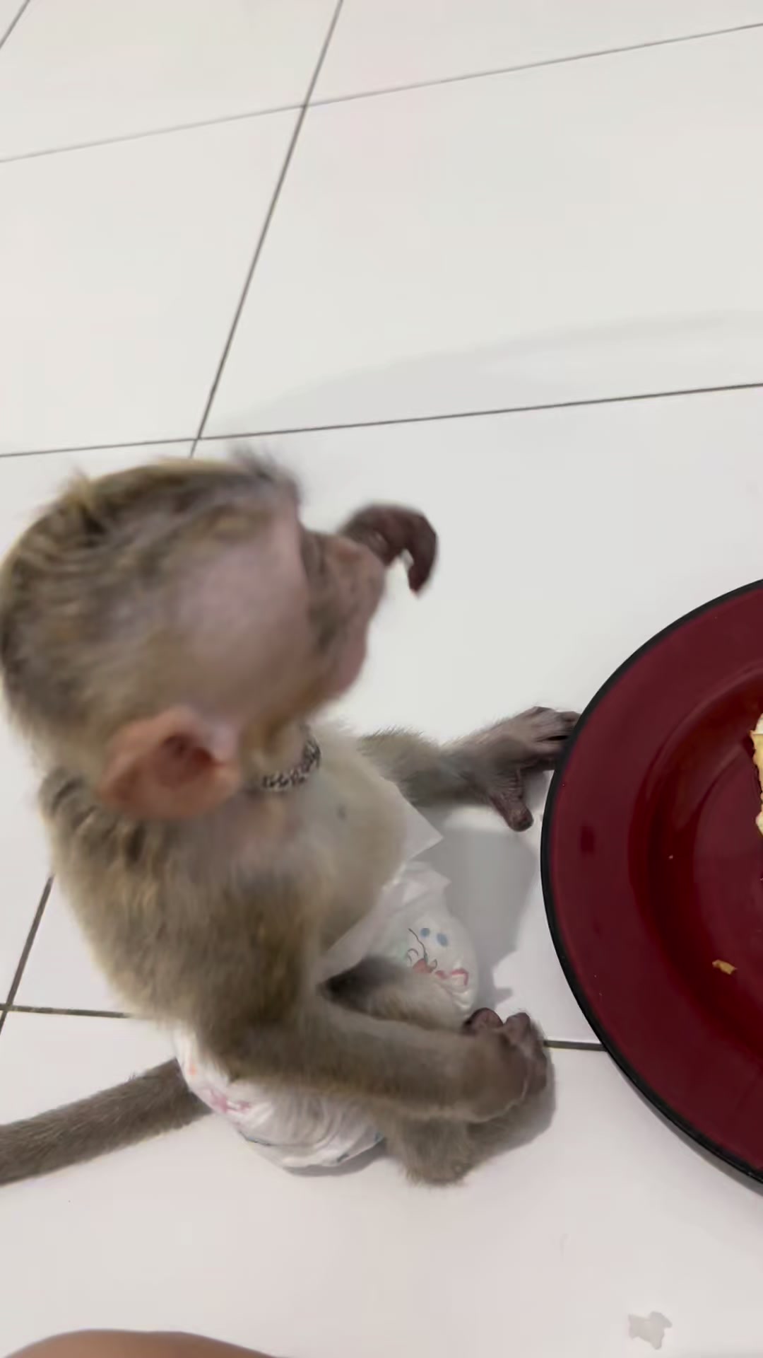 @Michelle🐒