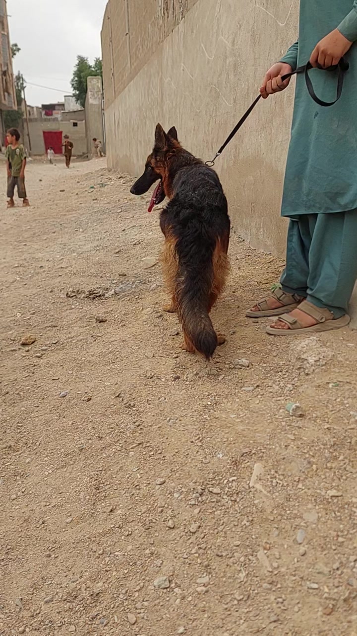 @Saeed King khan