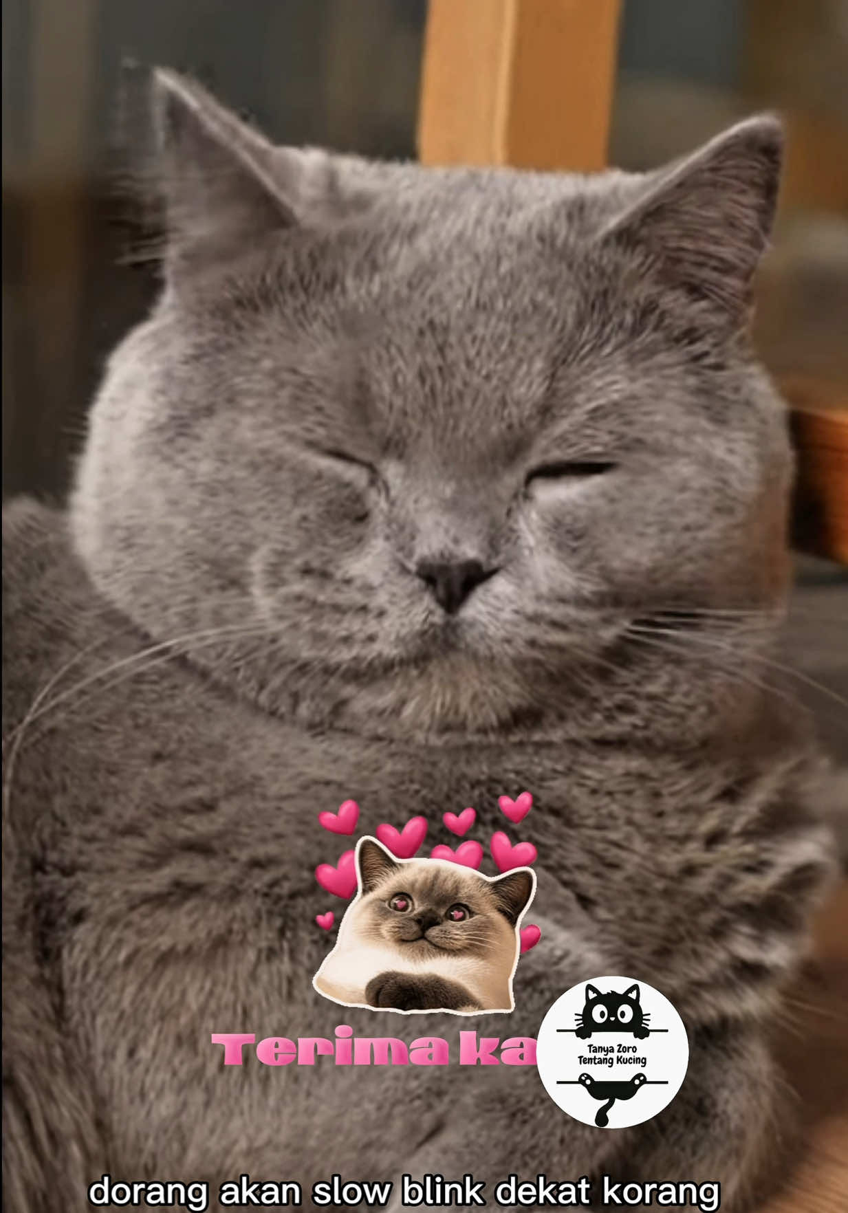 @ZOROPetCare