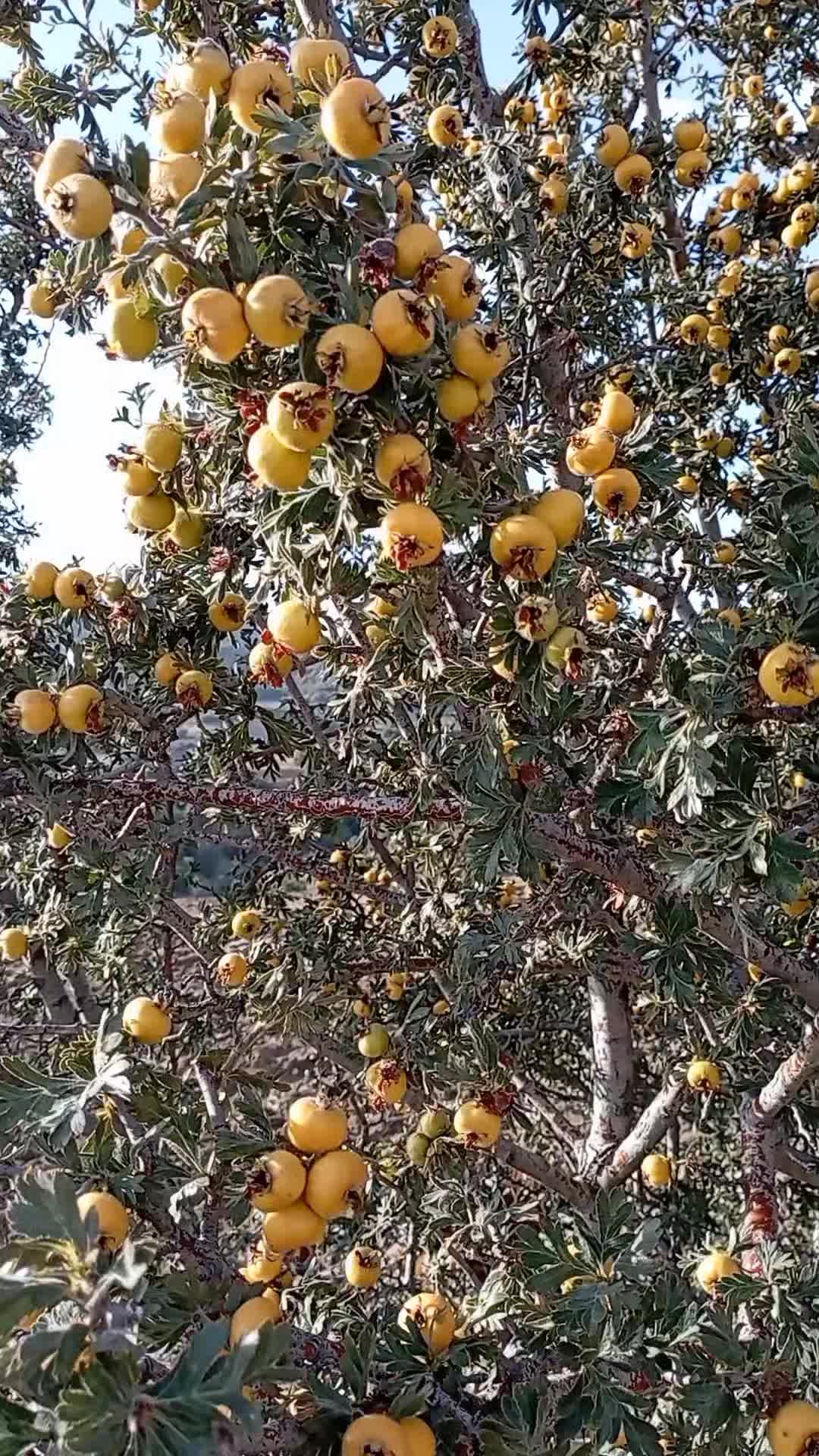 @ibrahim. 0666