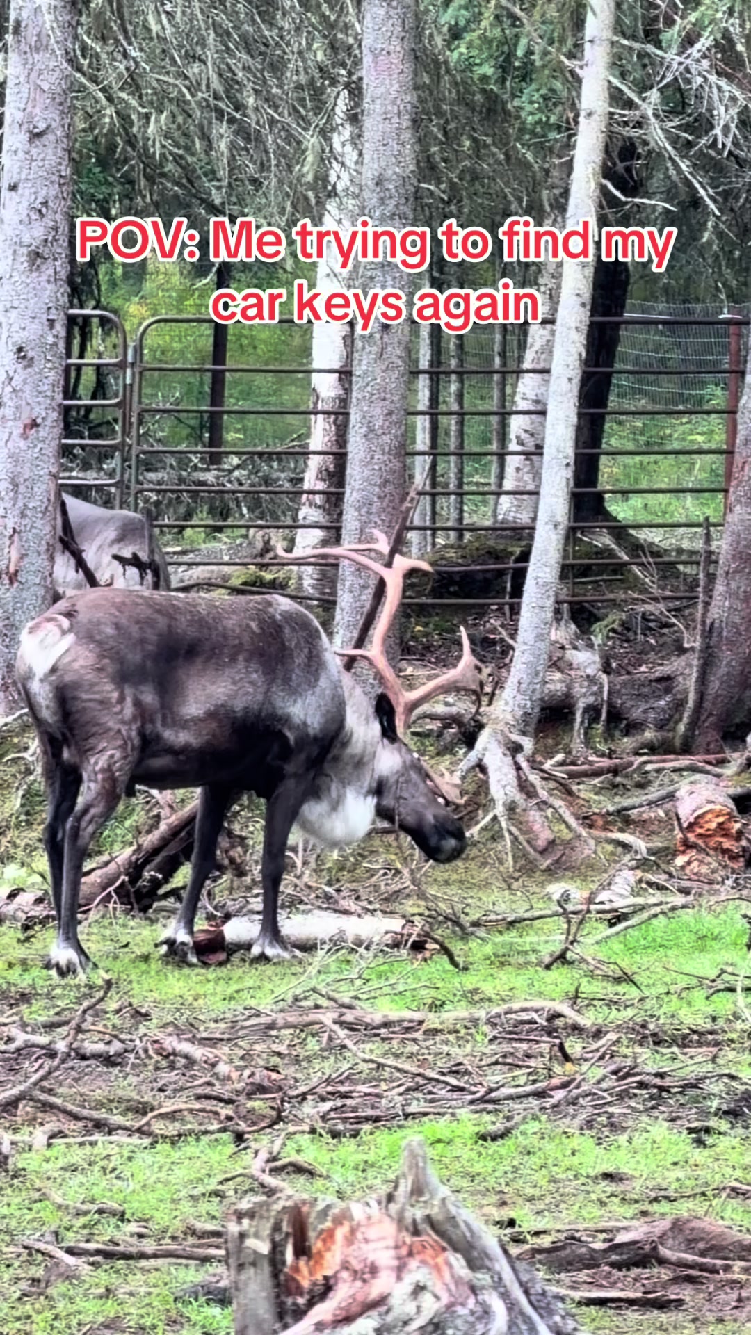 @ShyReindeerGirl