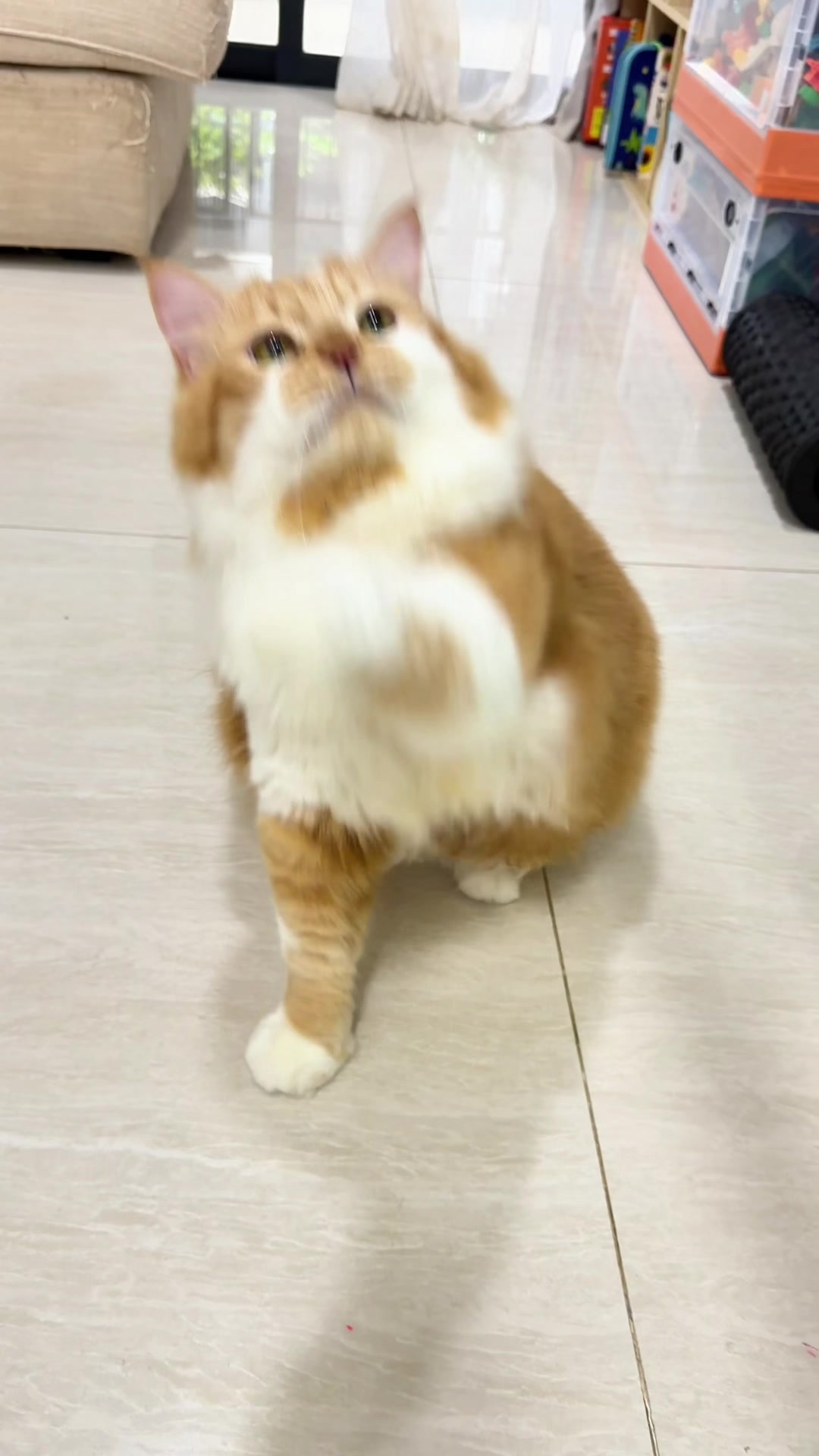 @nekokeikochan