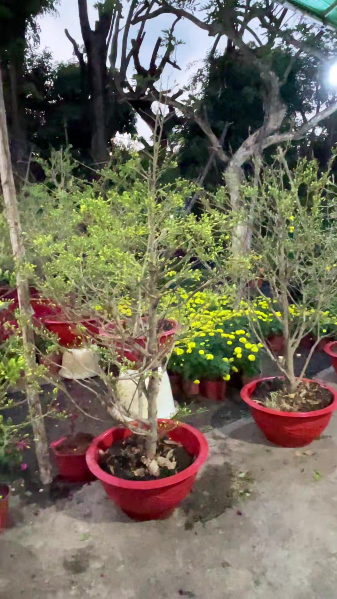 @ពិភពរុក្ខជាតិ - Plants World