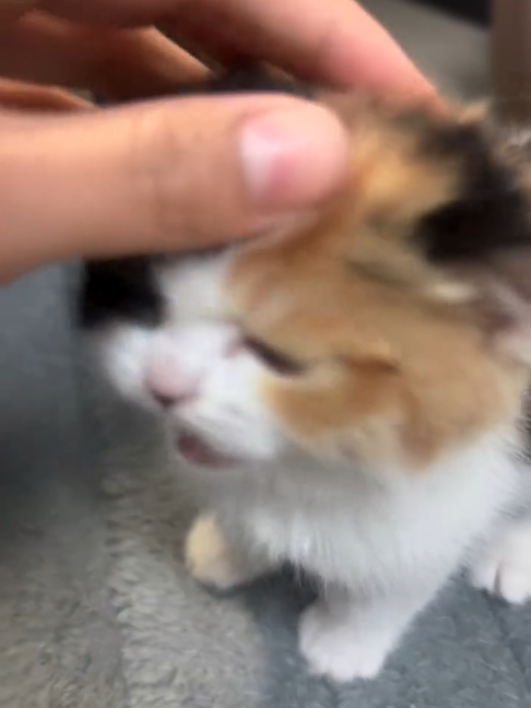 @Chonky World Of Cats