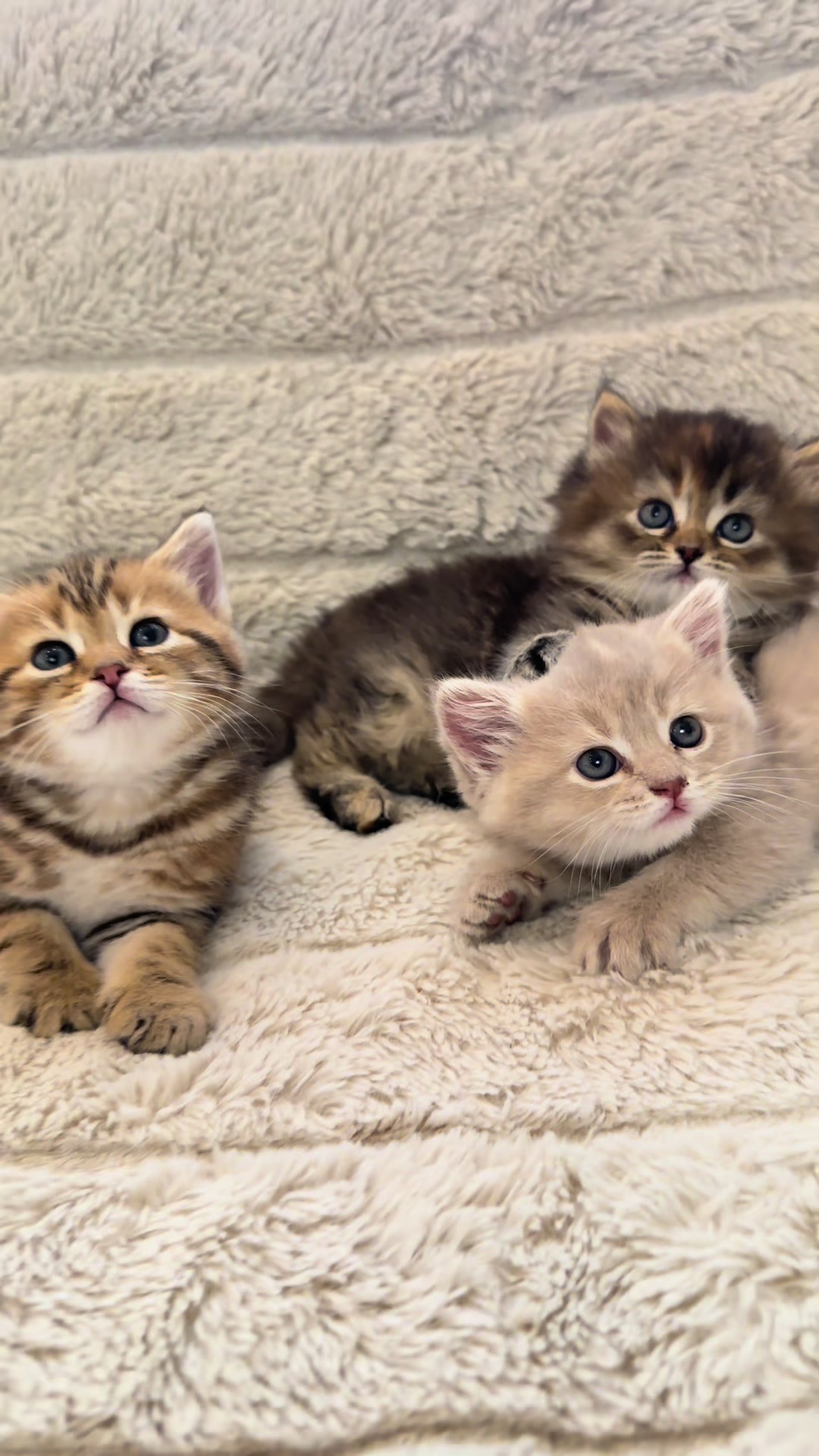 @cat.sheri.kittens