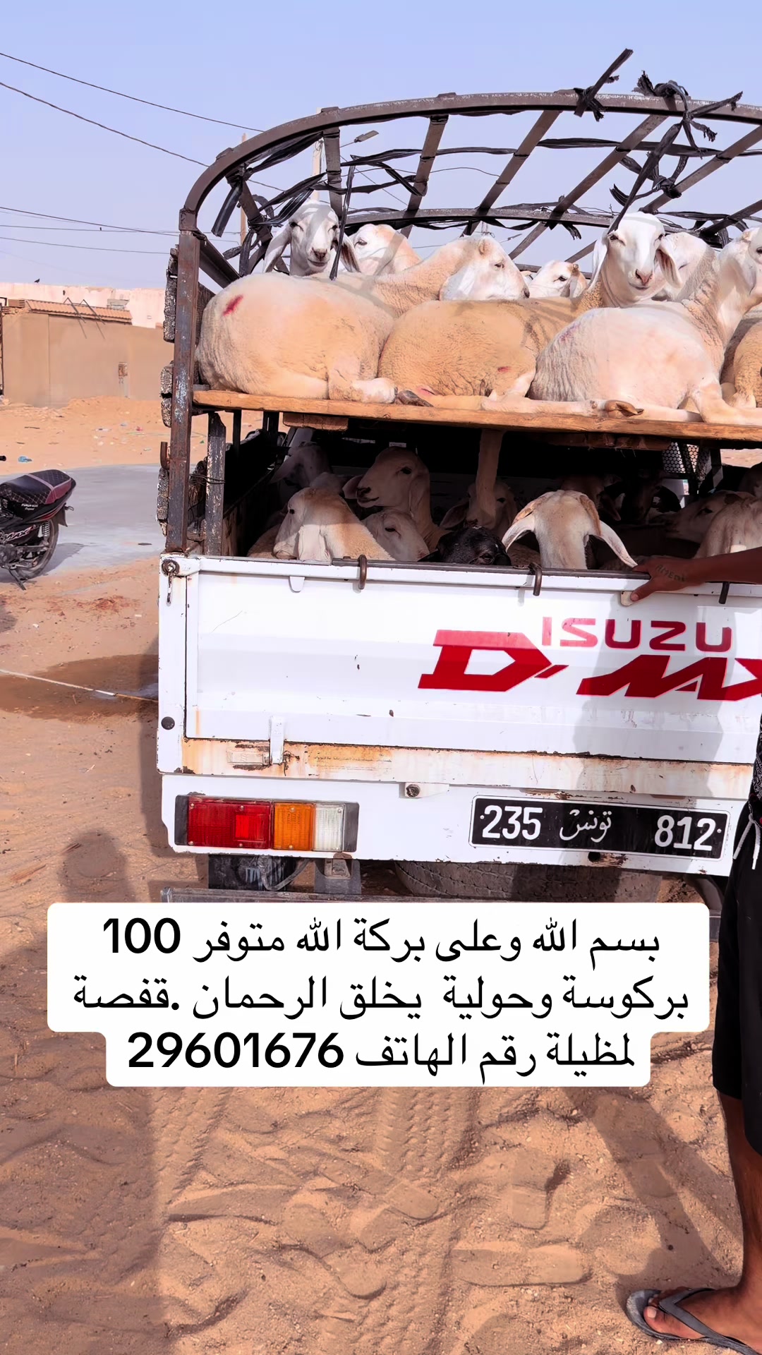 @بلال القفصي لبيع المواشي