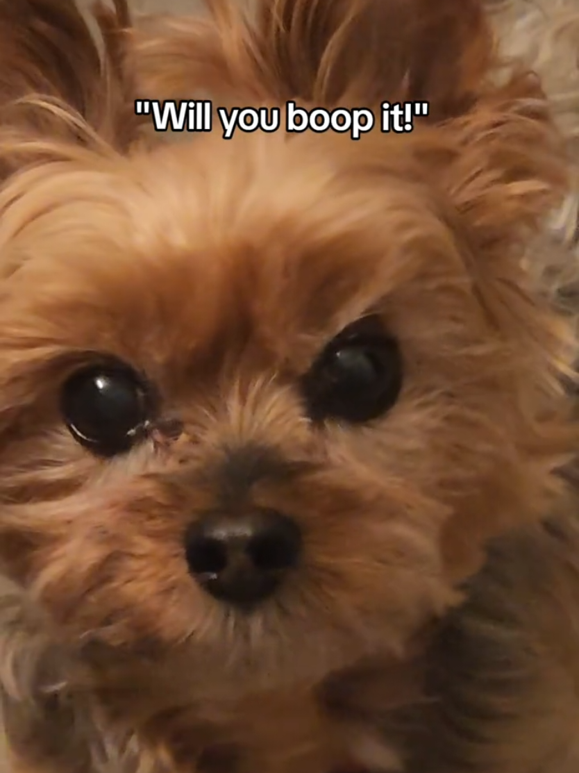 @Chase the Yorkie