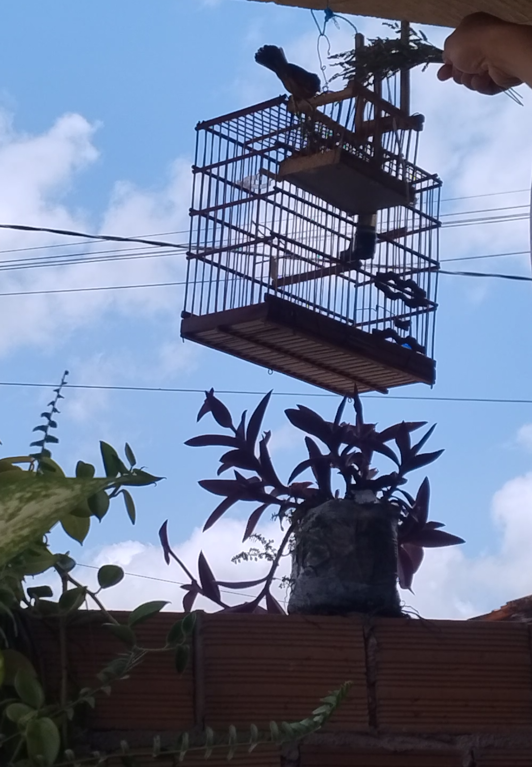 @Viv&ecirc;ncia de Passarinho