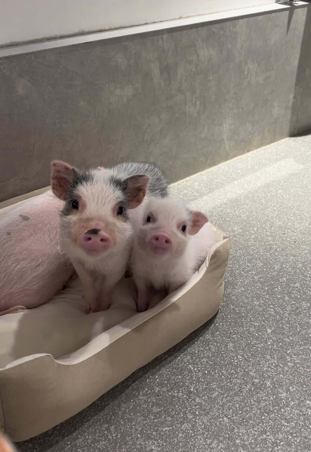 @pignic