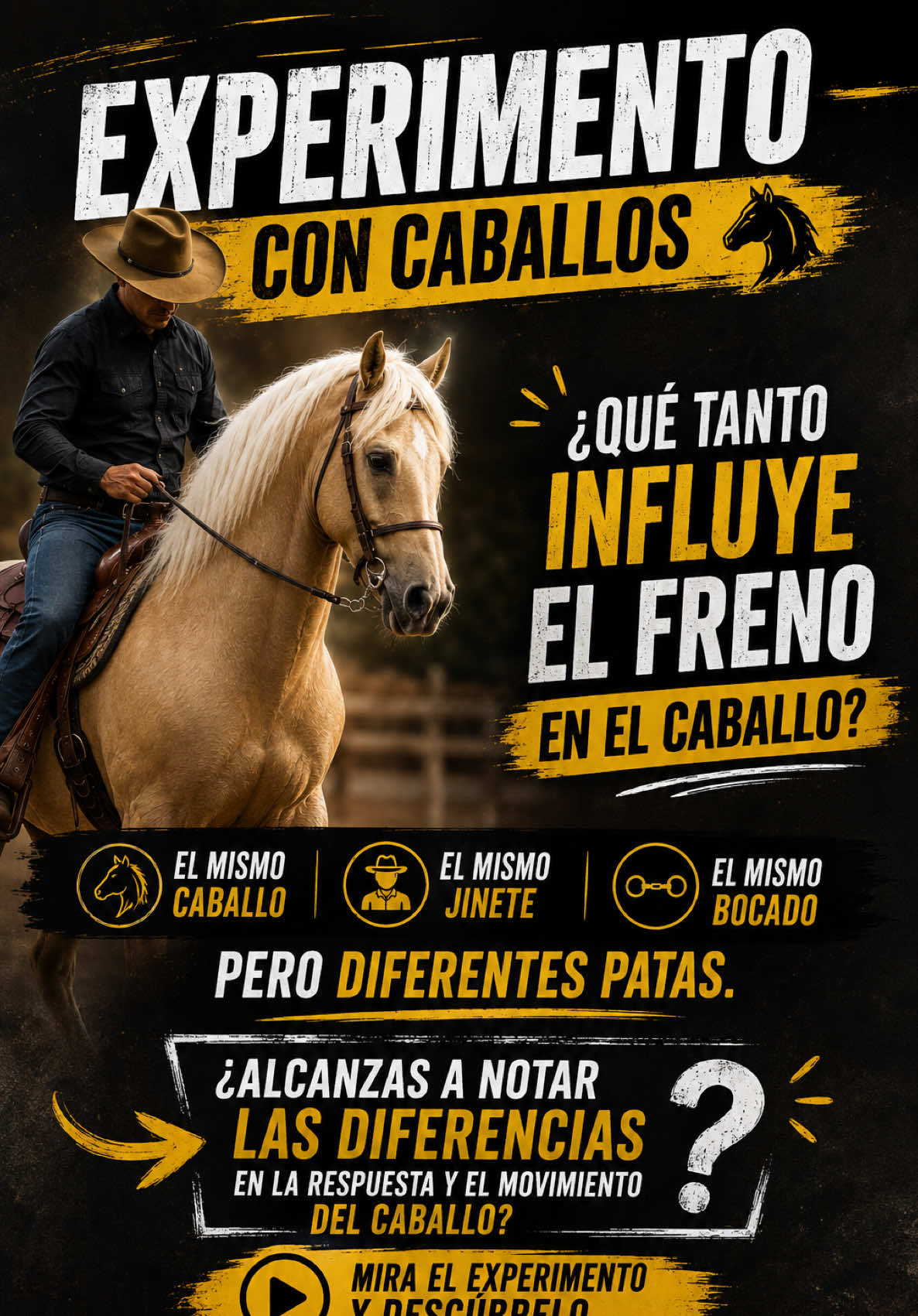@Experiencias Equinas
