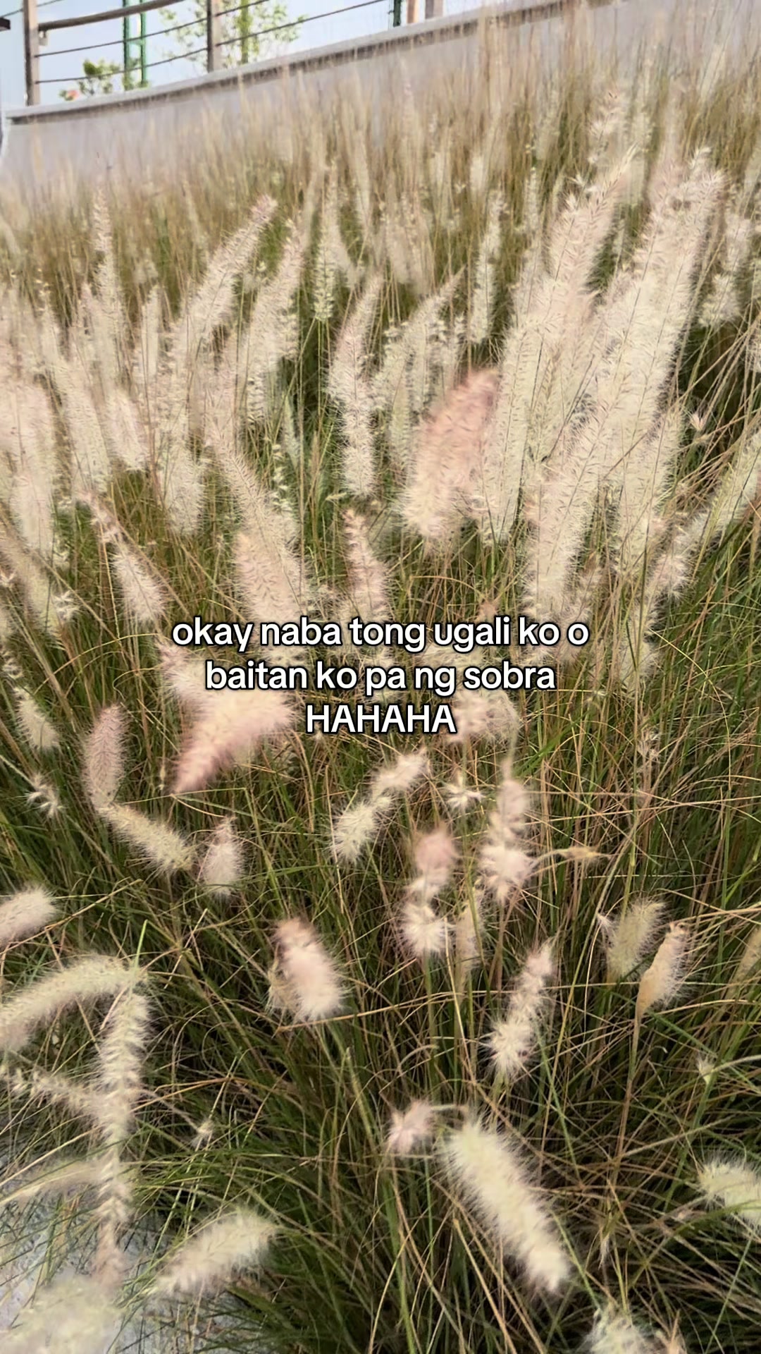 @Rose
