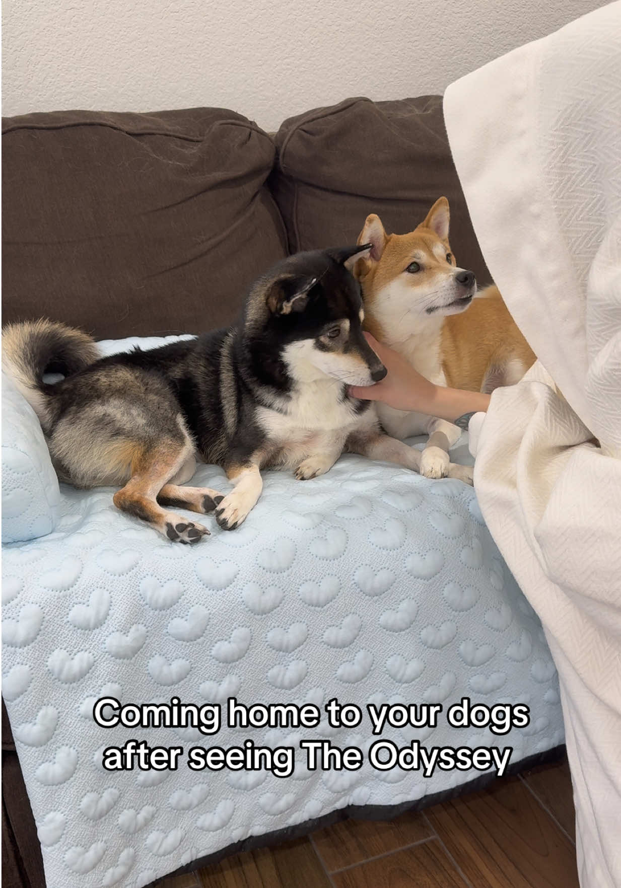 @Flock of Shibas 🐕🐕🐕