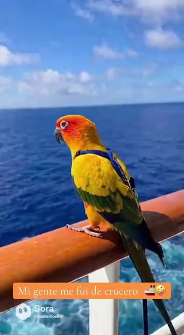 @Mango 🦜La cotorra solar