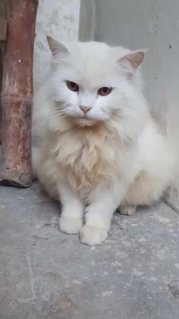 @🌟💗دل کی انٹی وائرس💗🌟