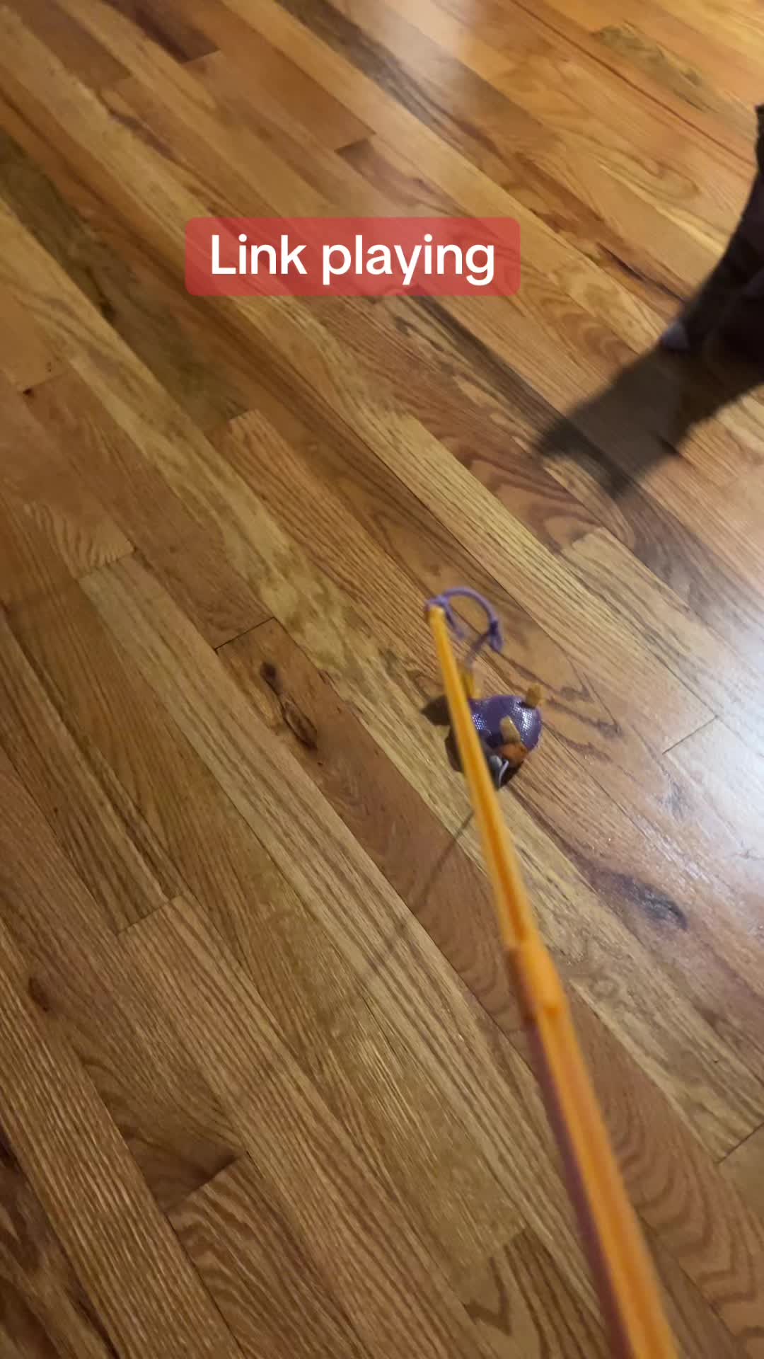 @Link the Cat