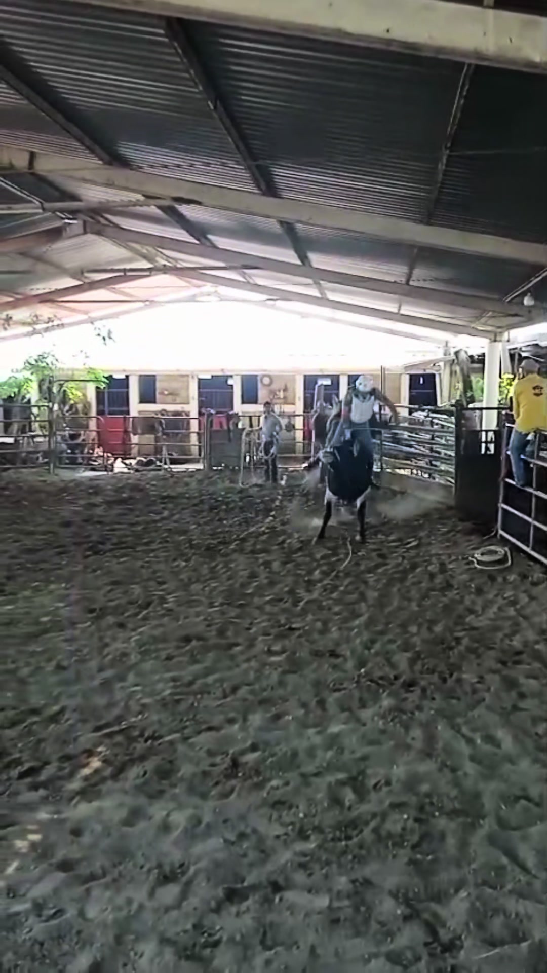 @Charrini toys bull riding