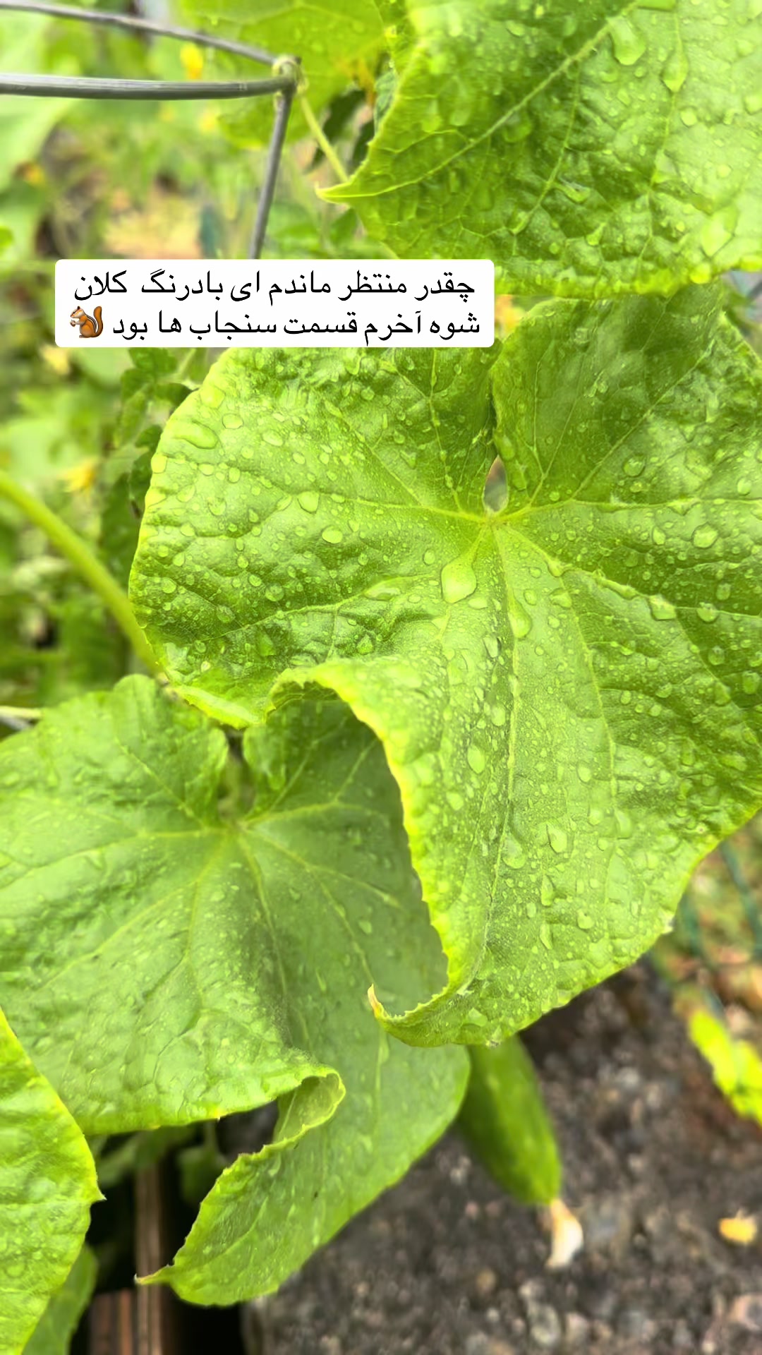 @.marya8900
