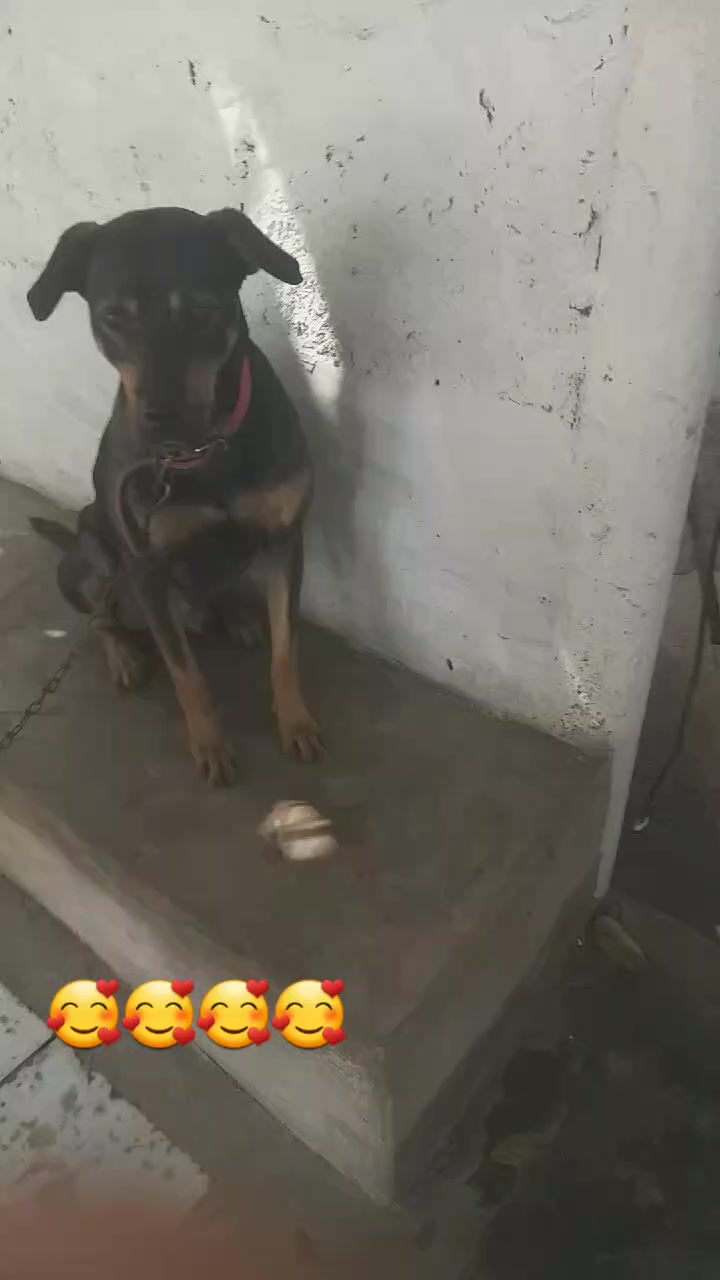 @Cãozinhoabandonado