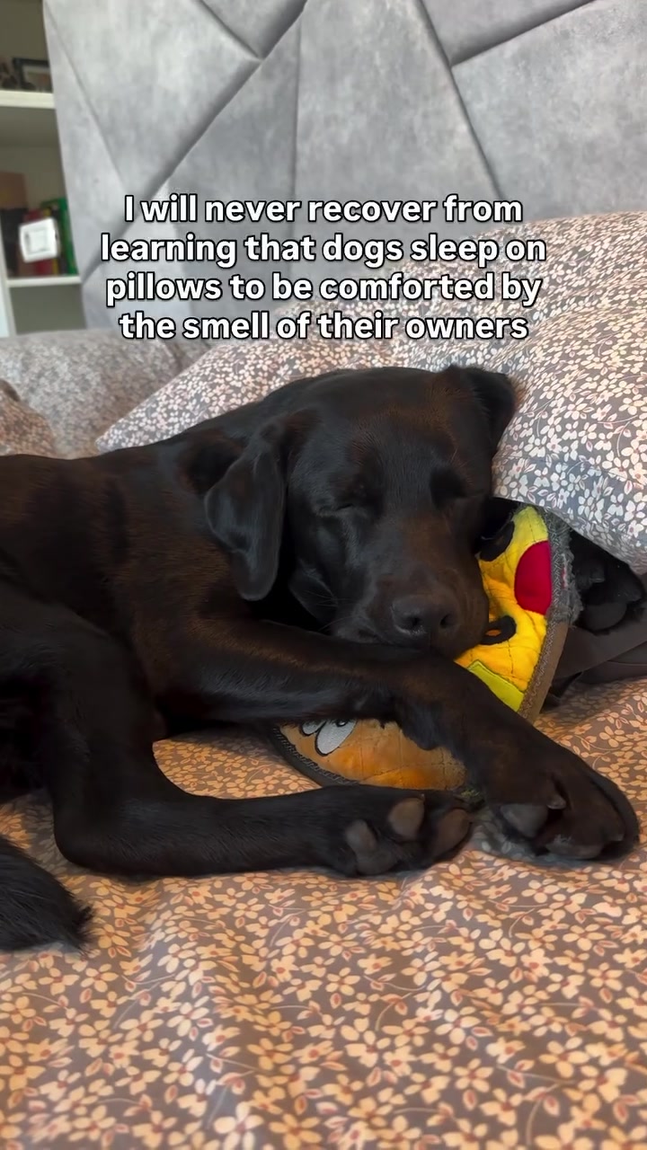 @lisatheblacklab