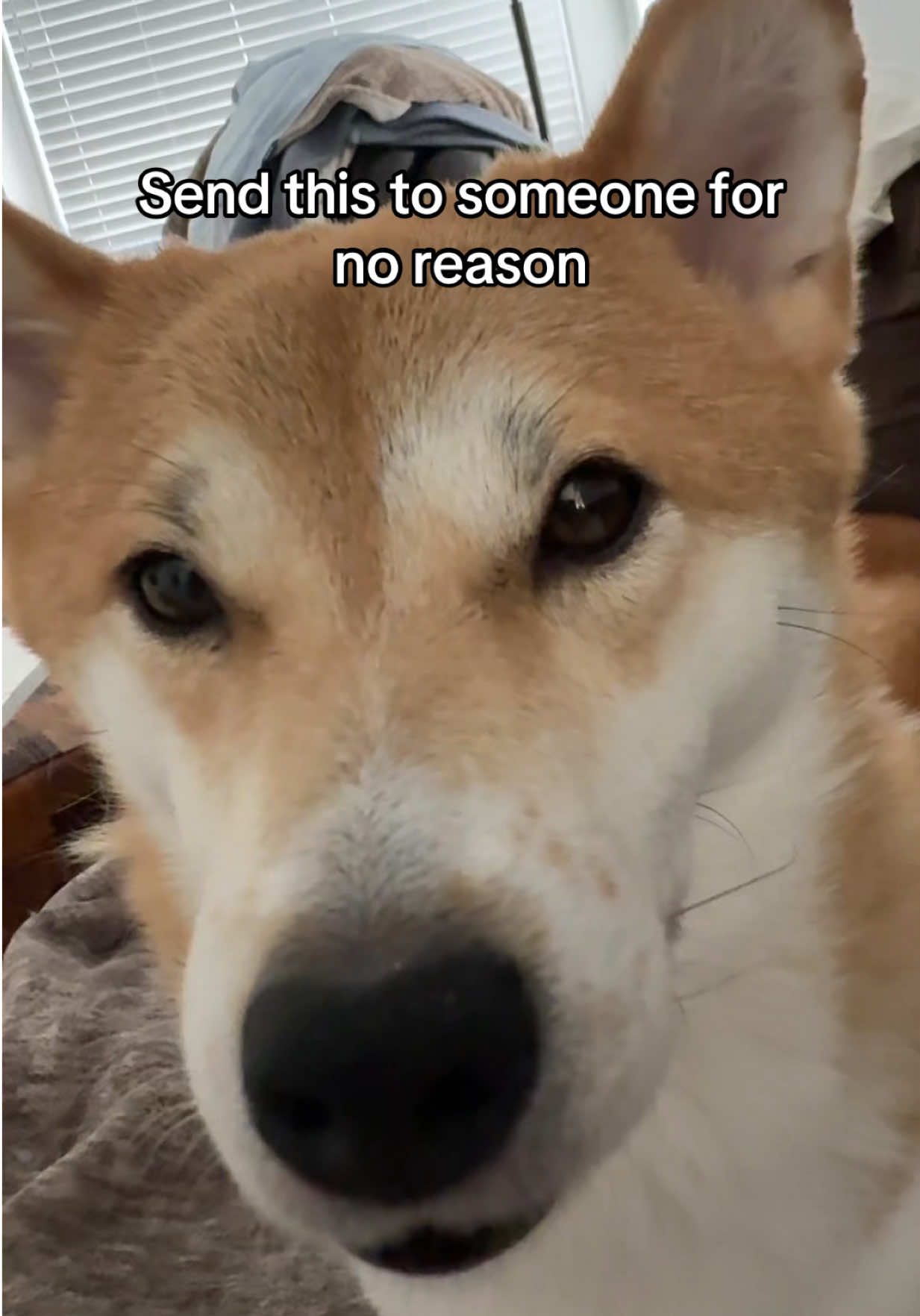 @Flock of Shibas 🐕🐕🐕